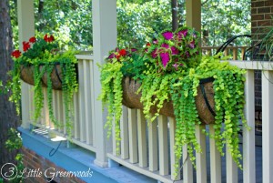 hanging basket