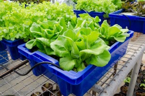 Grow vegetables with less water
