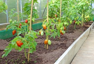 Tomatoes growing in large containers