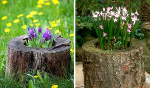 tree-stump-flower-garden-123__605