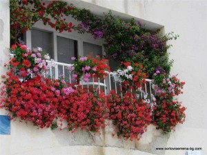 Balcony Planters