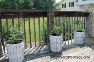 tomatoes in buckets