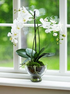 orchid in glass cup