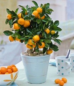 Indoor Oranges